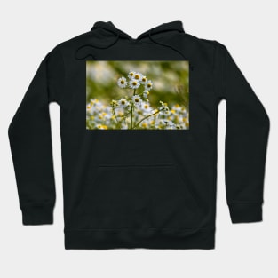 Wild Chamomile Hoodie